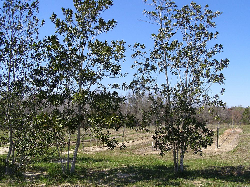 magnolia-virginiana-sweetbay-magnolia