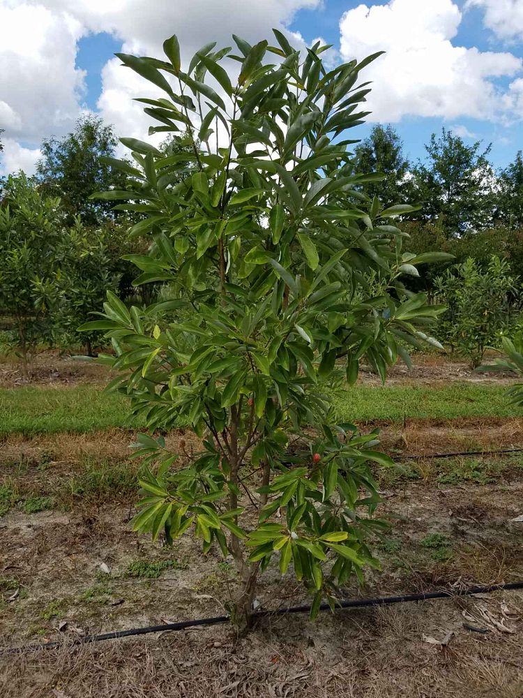 magnolia-virginiana-sweetbay-magnolia