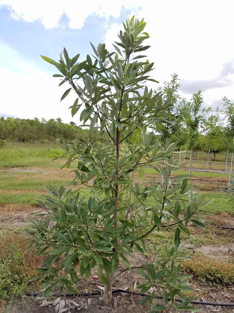 magnolia-virginiana-sweetbay-magnolia