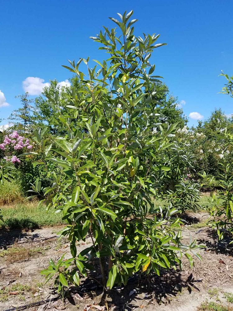 magnolia-virginiana-sweetbay-magnolia