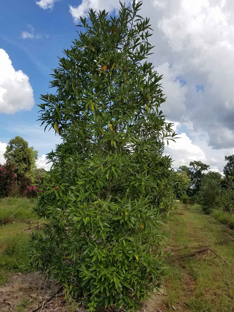 magnolia-virginiana-sweetbay-magnolia