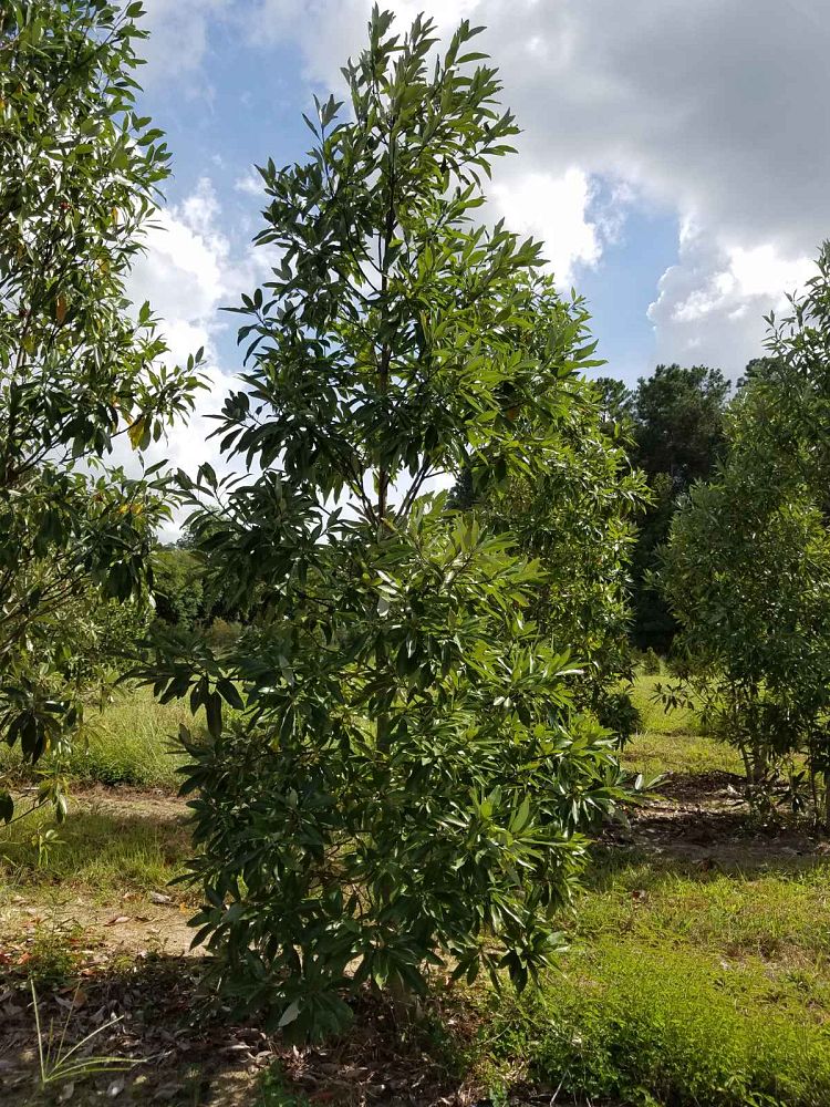 magnolia-virginiana-sweetbay-magnolia