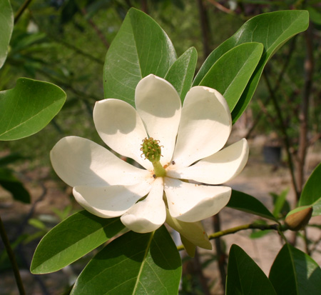 magnolia-virginiana-sweetbay-magnolia