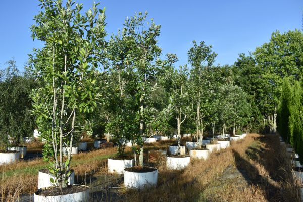 magnolia-virginiana-sweetbay-magnolia