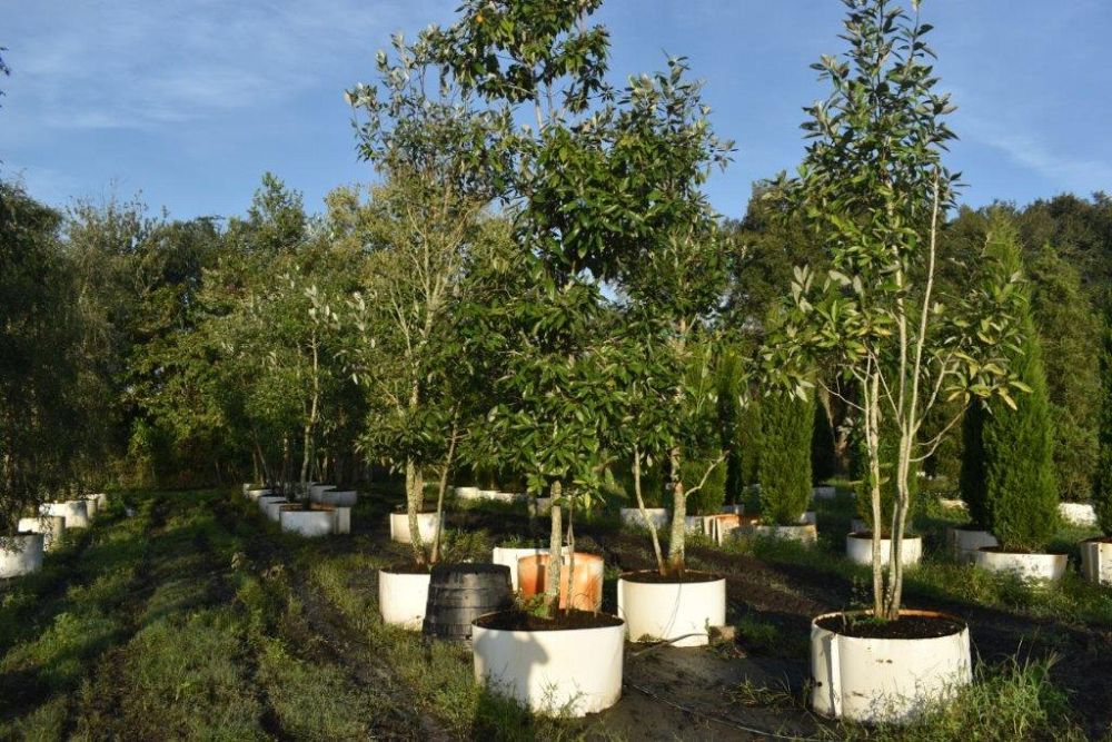 magnolia-virginiana-sweetbay-magnolia