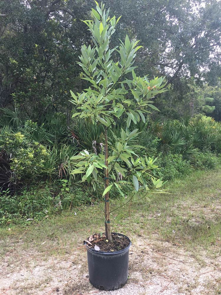 magnolia-virginiana-sweetbay-magnolia