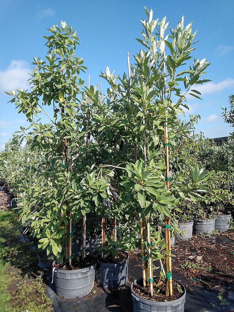 magnolia-virginiana-sweetbay-magnolia