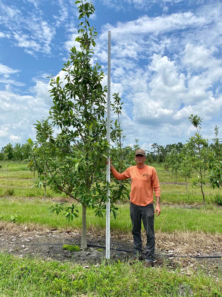 magnolia-virginiana-sweetbay-magnolia
