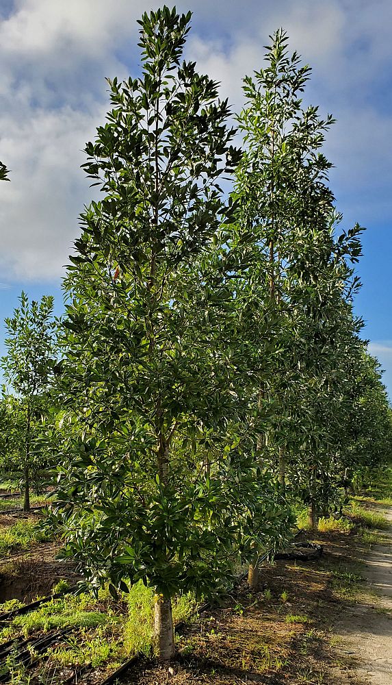 magnolia-virginiana-sweetbay-magnolia