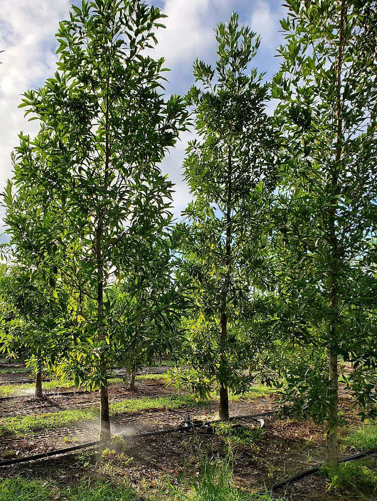 magnolia-virginiana-sweetbay-magnolia
