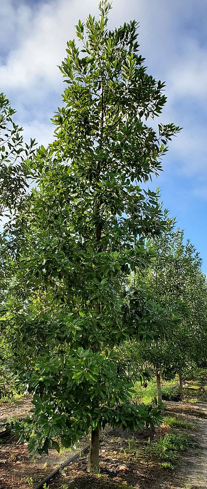 magnolia-virginiana-sweetbay-magnolia