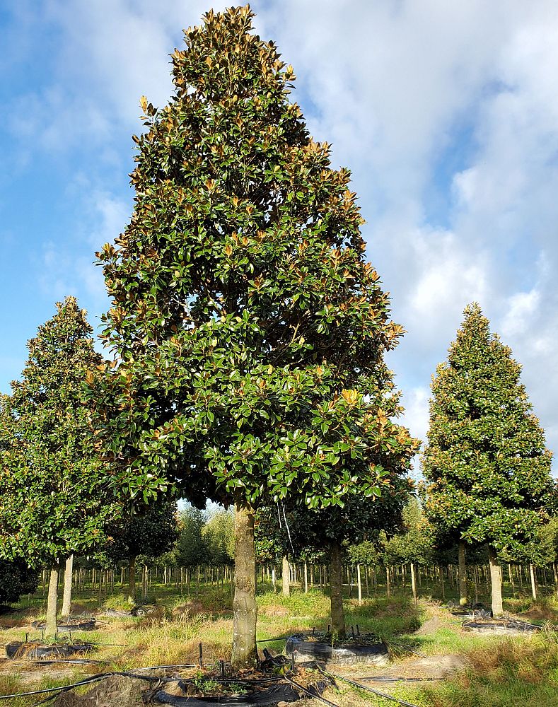 magnolia-virginiana-sweetbay-magnolia