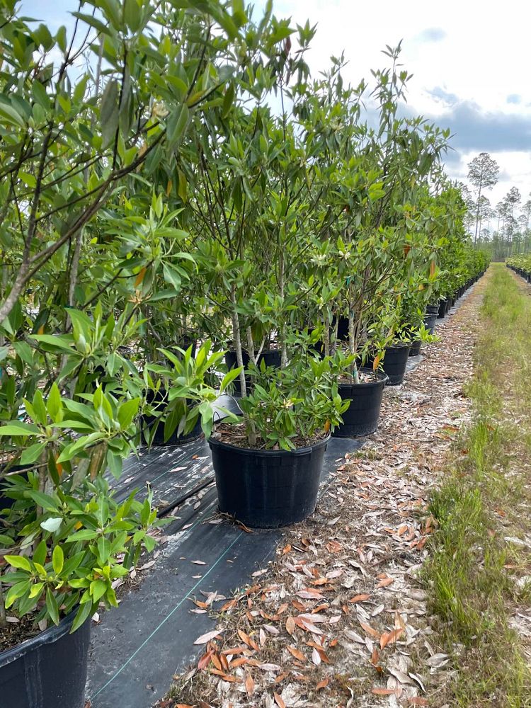 magnolia-virginiana-sweetbay-magnolia