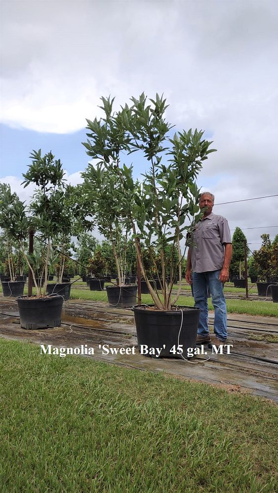 magnolia-virginiana-sweetbay-magnolia