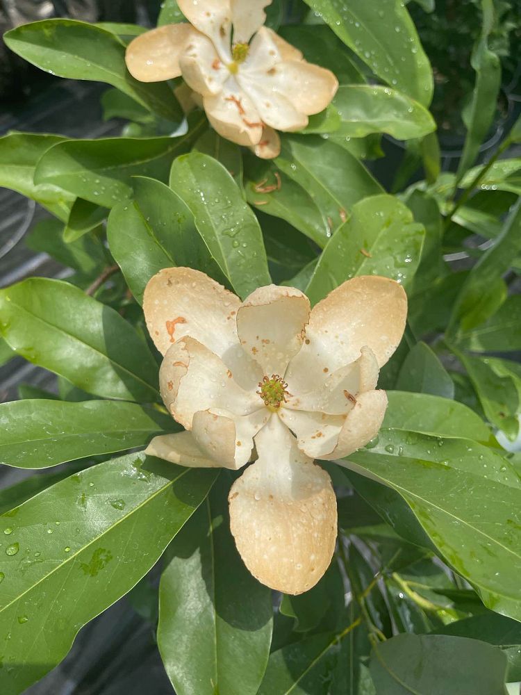 magnolia-virginiana-sweetbay-magnolia