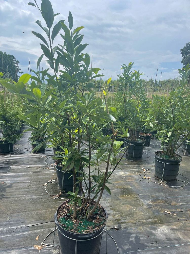 magnolia-virginiana-sweetbay-magnolia
