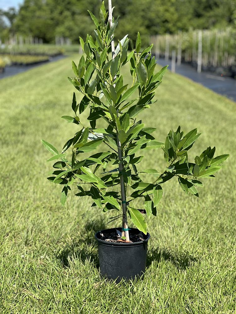 magnolia-virginiana-sweetbay-magnolia
