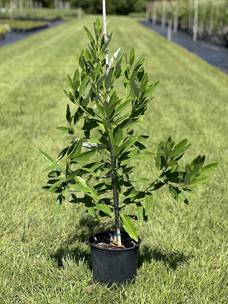 magnolia-virginiana-sweetbay-magnolia