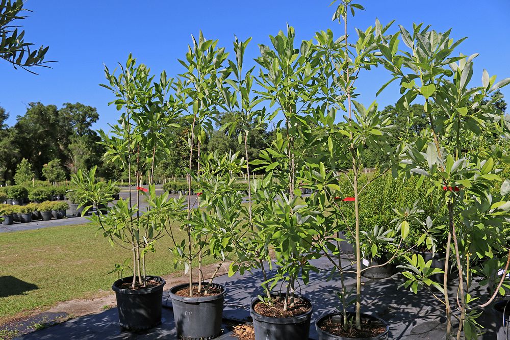 magnolia-virginiana-sweetbay-magnolia
