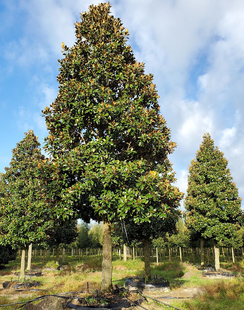 magnolia-virginiana-sweetbay-magnolia