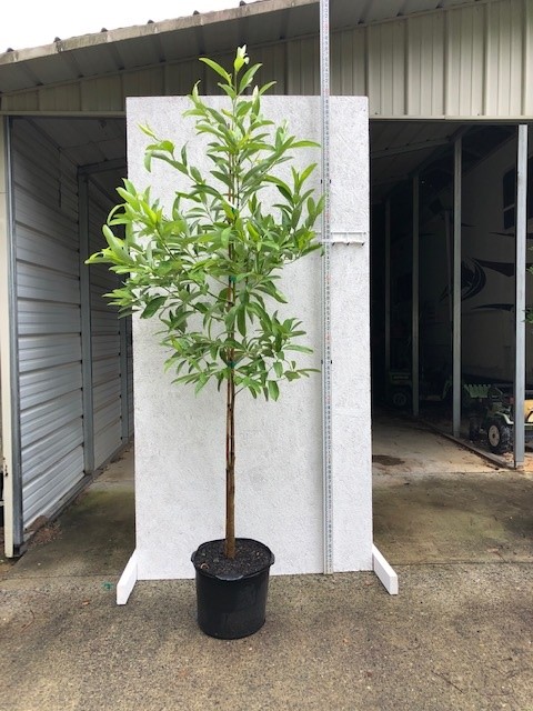 magnolia-virginiana-sweetbay-magnolia