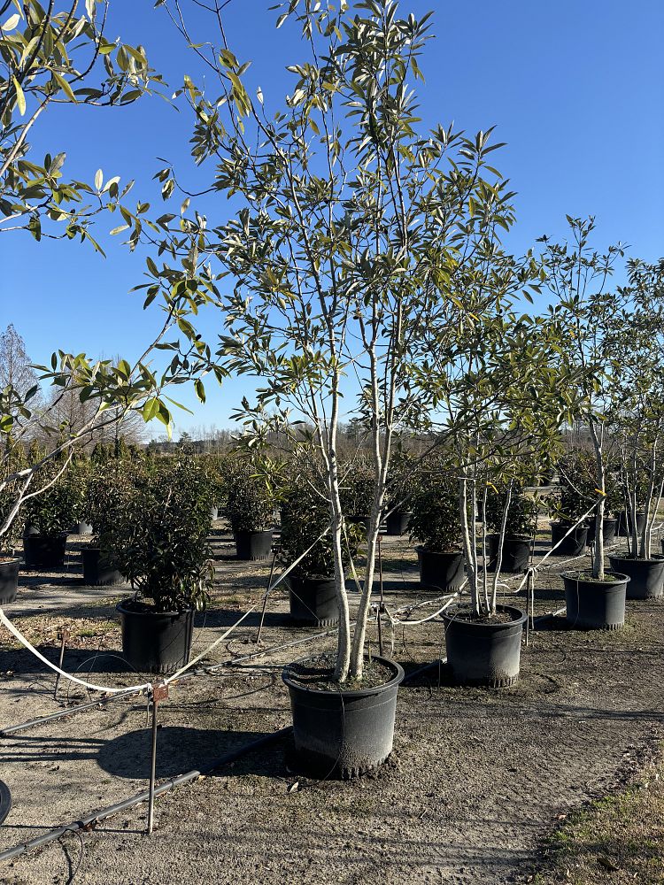 magnolia-virginiana-sweetbay-magnolia