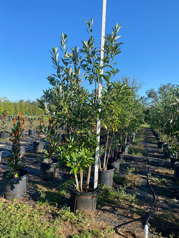 magnolia-virginiana-sweetbay-magnolia