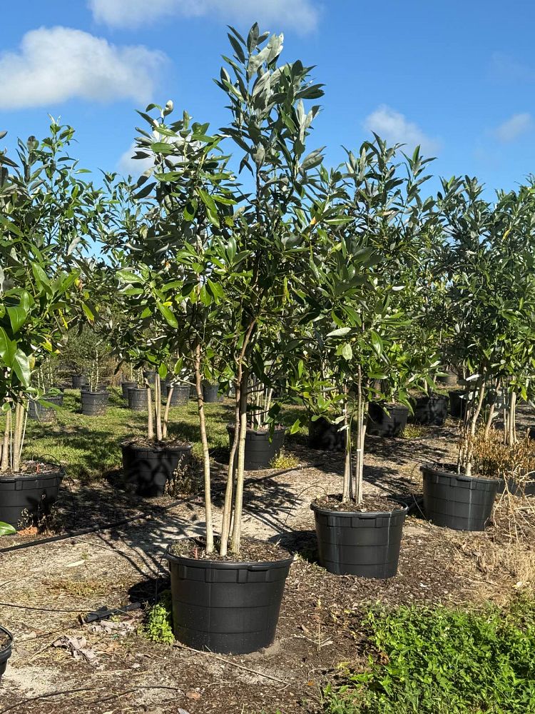 magnolia-virginiana-sweetbay-magnolia
