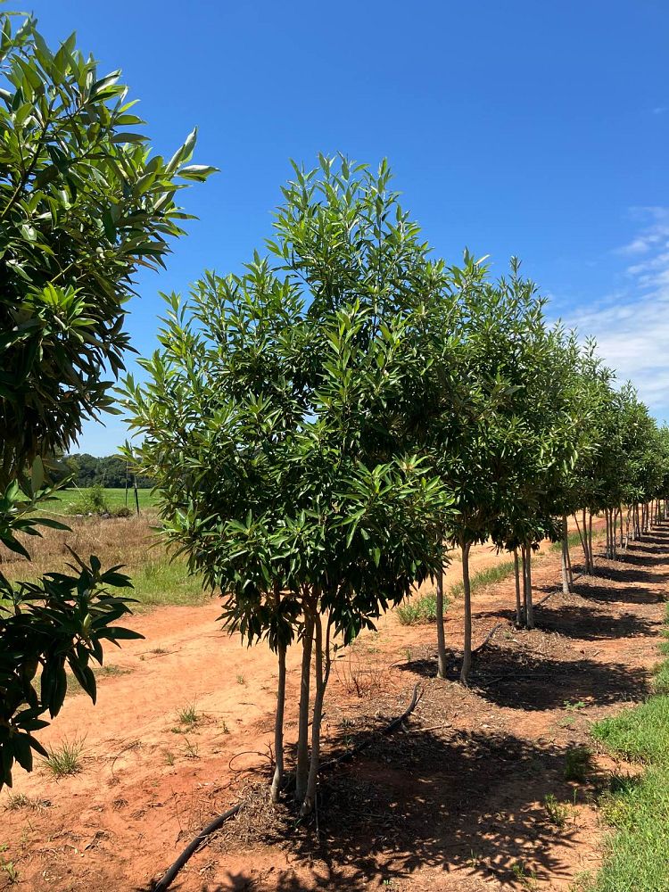 magnolia-virginiana-sweetbay-magnolia