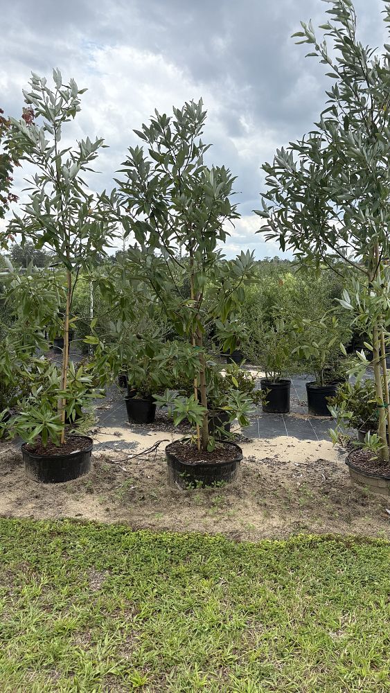 magnolia-virginiana-sweetbay-magnolia