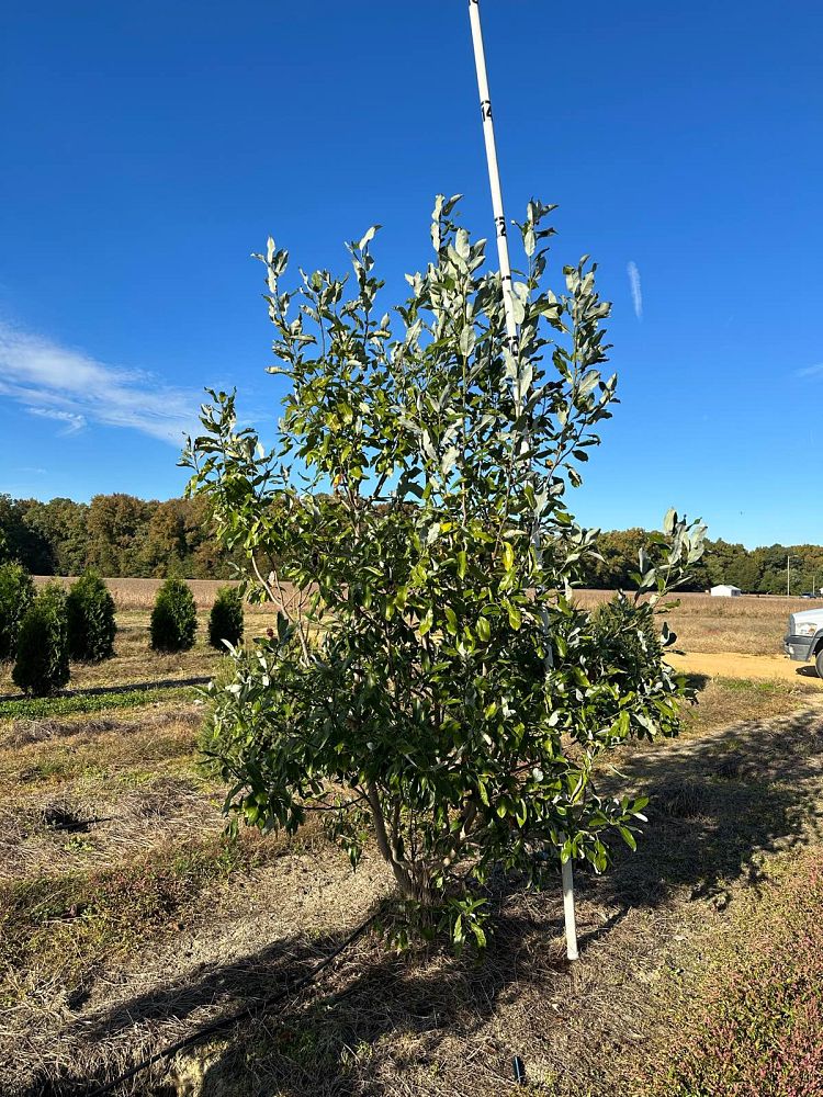 magnolia-virginiana-sweetbay-magnolia