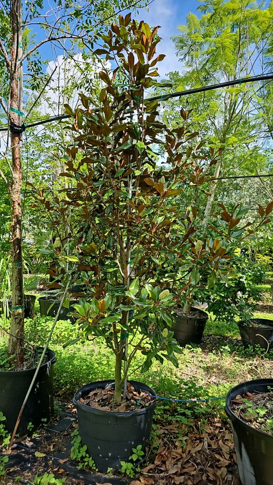magnolia-virginiana-sweetbay-magnolia
