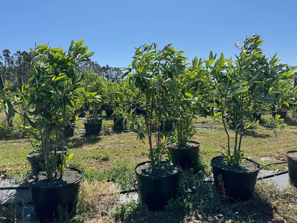 magnolia-virginiana-sweetbay-magnolia