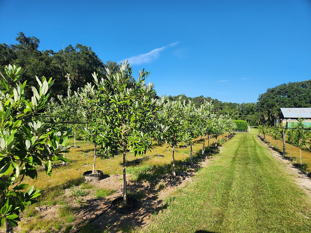 magnolia-virginiana-sweetbay-magnolia