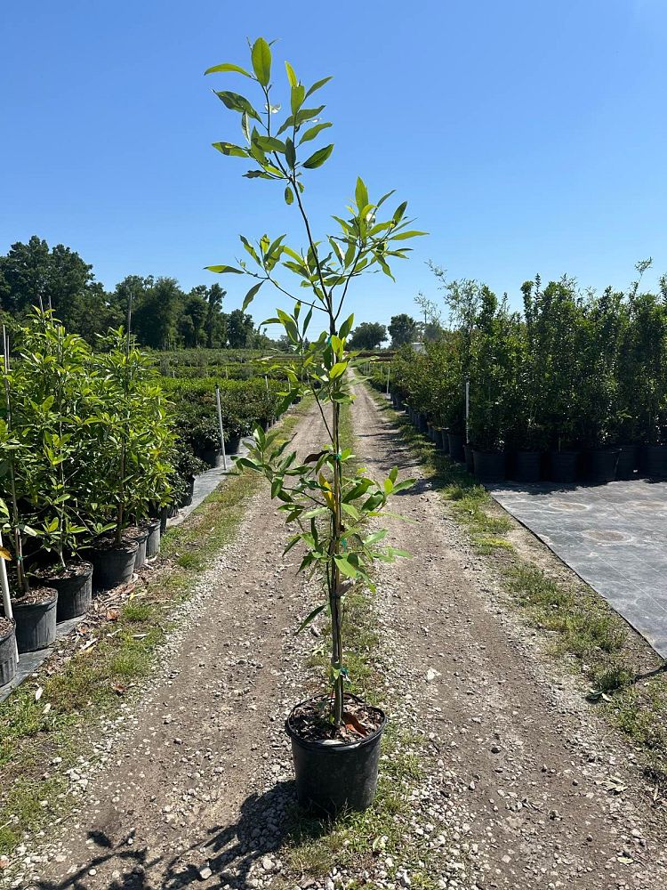 magnolia-virginiana-sweetbay-magnolia