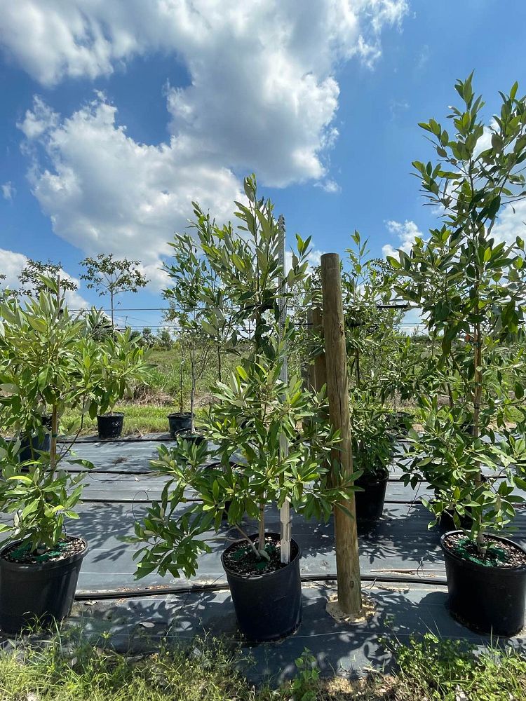 magnolia-virginiana-sweetbay-magnolia
