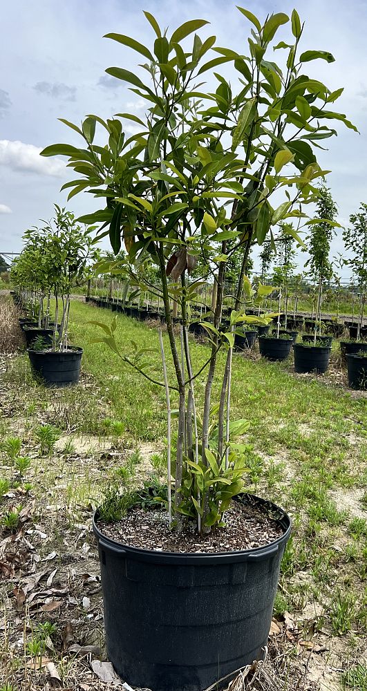 magnolia-virginiana-sweetbay-magnolia