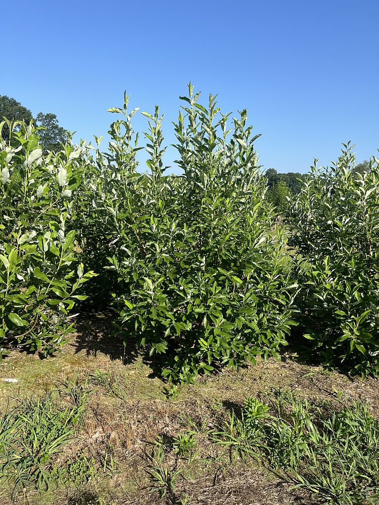 magnolia-virginiana-sweetbay-magnolia