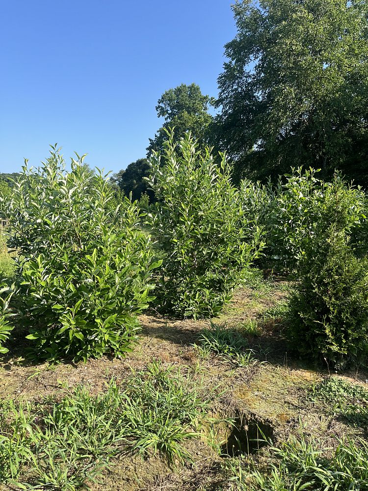 magnolia-virginiana-sweetbay-magnolia