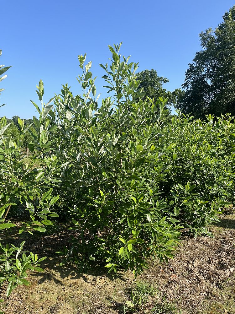 magnolia-virginiana-sweetbay-magnolia