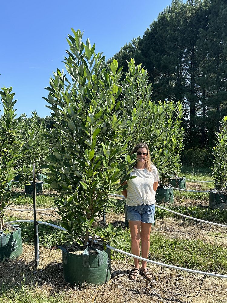 magnolia-virginiana-sweetbay-magnolia