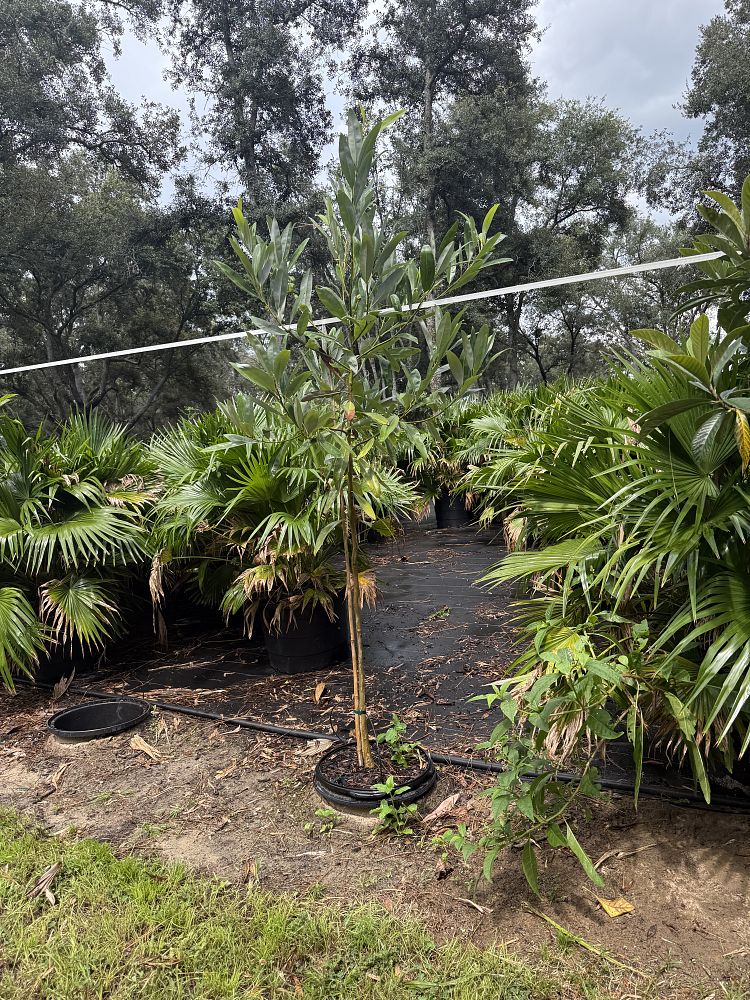 magnolia-virginiana-sweetbay-magnolia