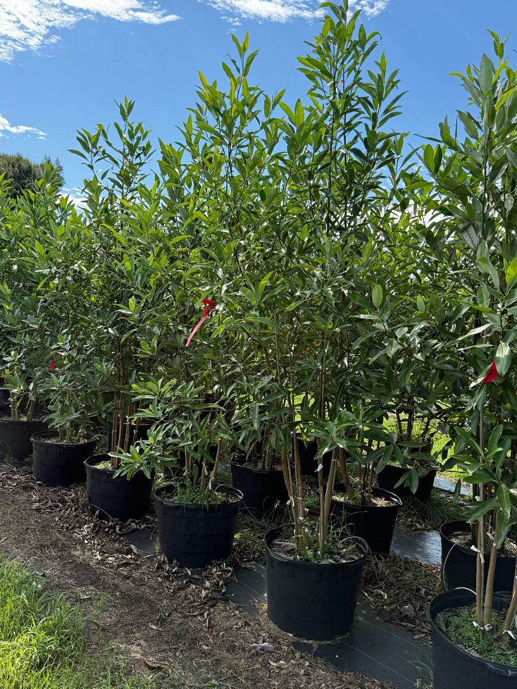 magnolia-virginiana-sweetbay-magnolia