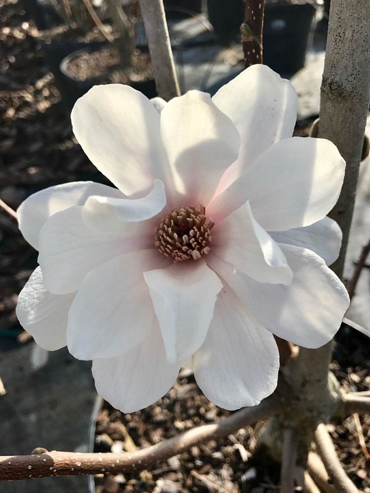 magnolia-x-loebneri-merrill-loebner-magnolia