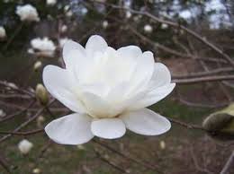 magnolia-x-loebneri-white-rose-loebner-magnolia