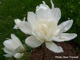 magnolia-x-loebneri-wildcat-saucer-magnolia-loebner-magnolia