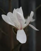 magnolia-zenii-pink-parchment-zen-magnolia