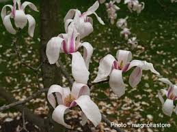 magnolia-zenii-zen-magnolia