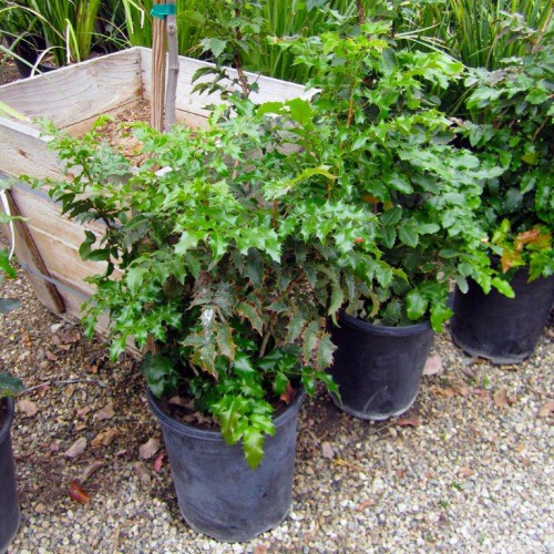 mahonia-aquifolium-compacta-oregon-grape-holly-holly-leaved-barberry