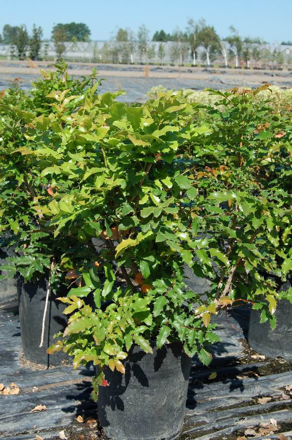 mahonia-aquifolium-oregon-grape-holly-holly-leaved-barberry